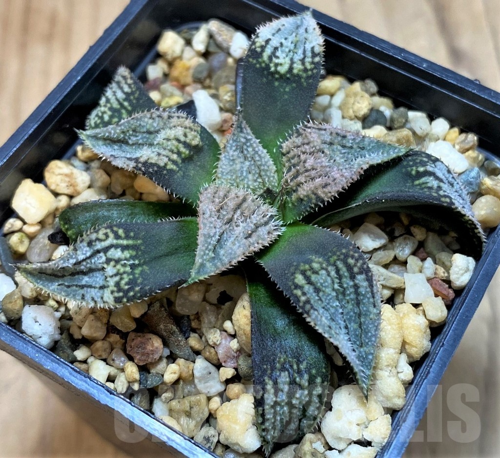 SH25218 Haworthia splendens 'Nautilus' - Image 2