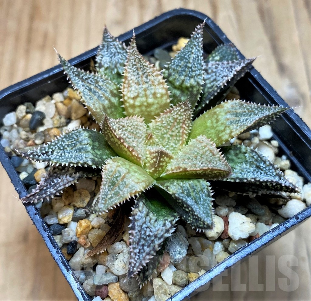 SH25219 Haworthia 'Hakuma' - Image 2