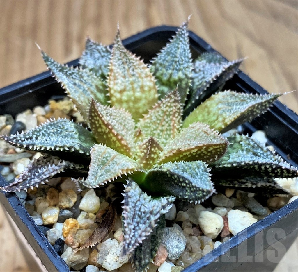 SH25219 Haworthia 'Hakuma'
