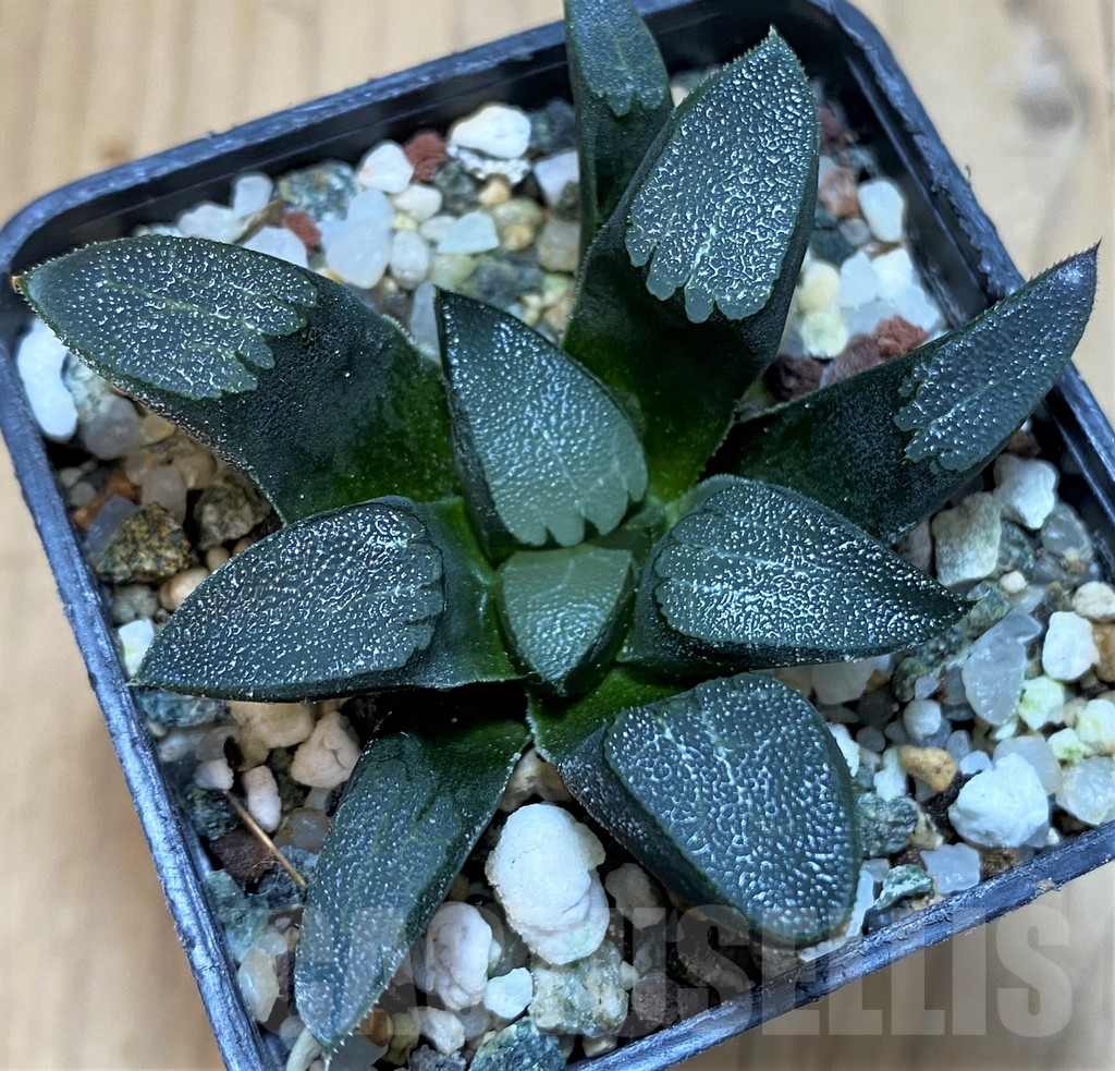 SH25221 Haworthia bayeri
