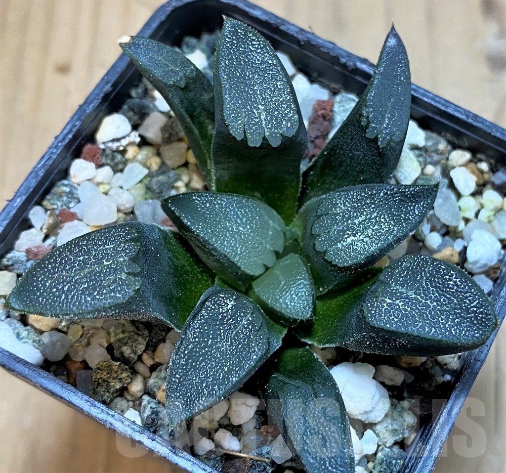 SH25221 Haworthia bayeri - Image 2