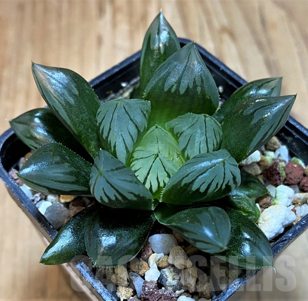 SH25222 Haworthia obtusa 'Black star' - Image 2