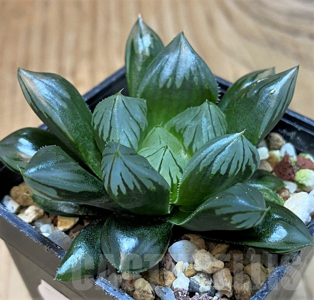 SH25222 Haworthia obtusa 'Black star'