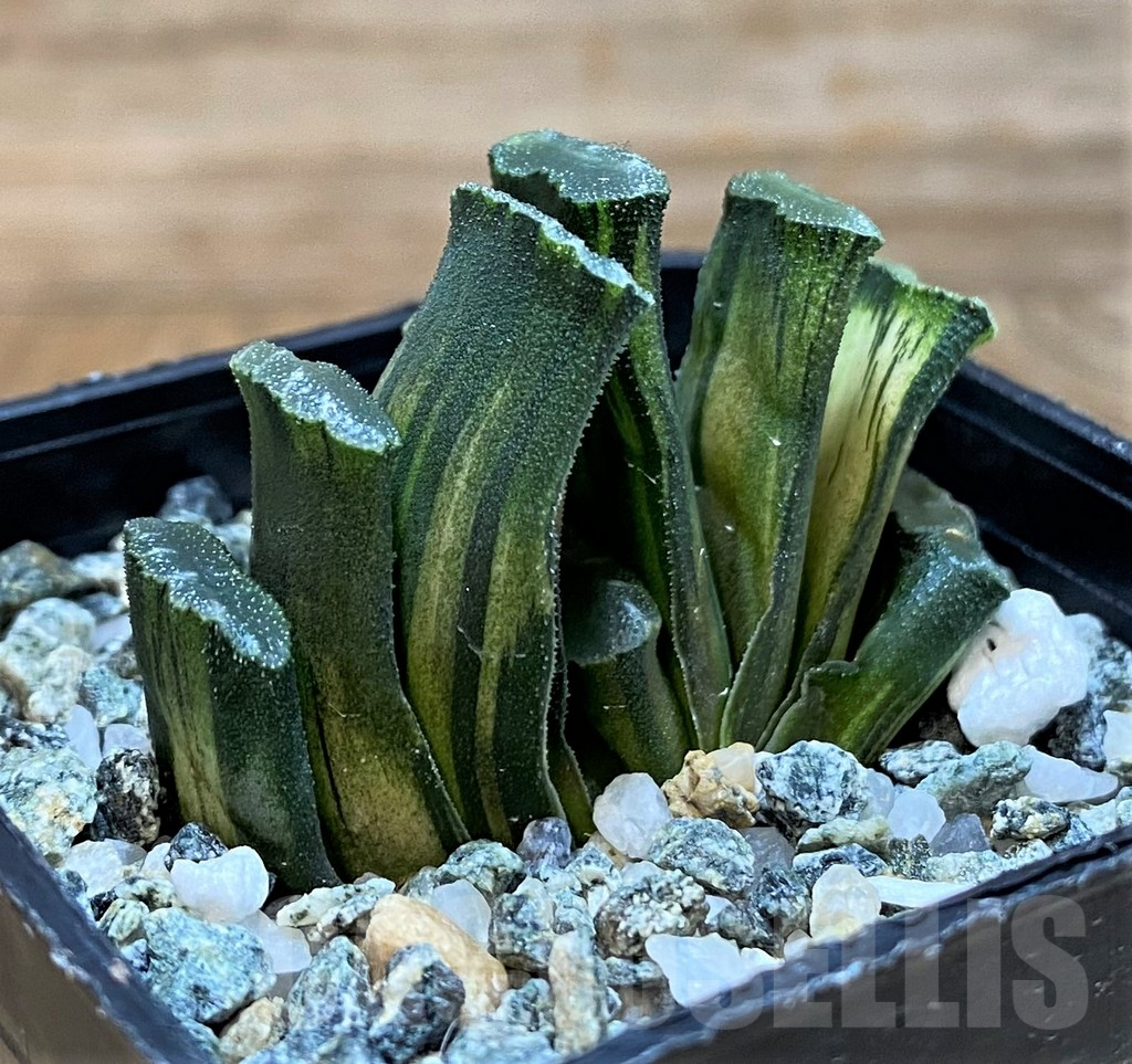 SH25223 Haworthia truncata f. variegata - Image 3
