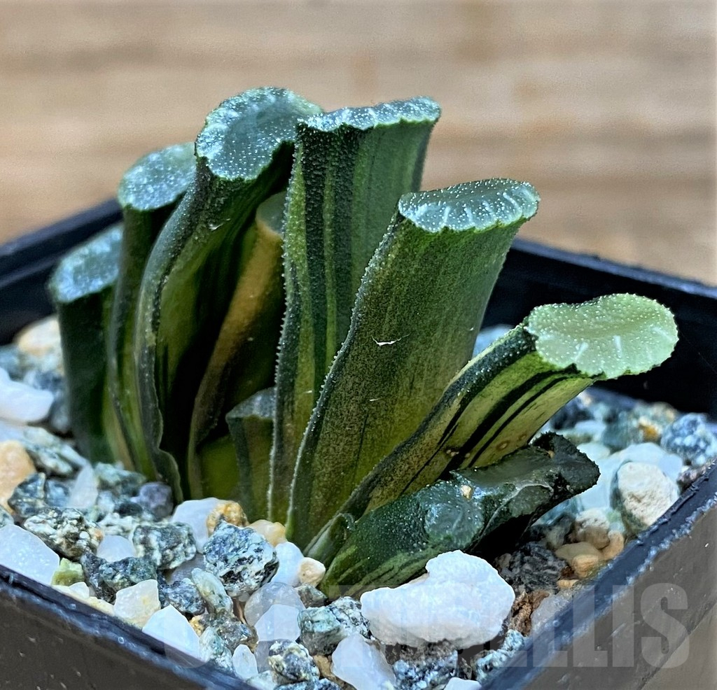 SH25223 Haworthia truncata f. variegata - Image 2