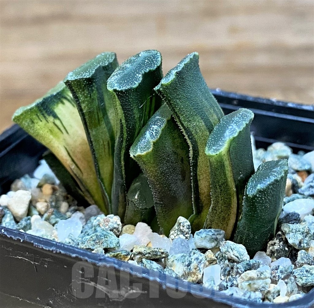 SH25223 Haworthia truncata f. variegata