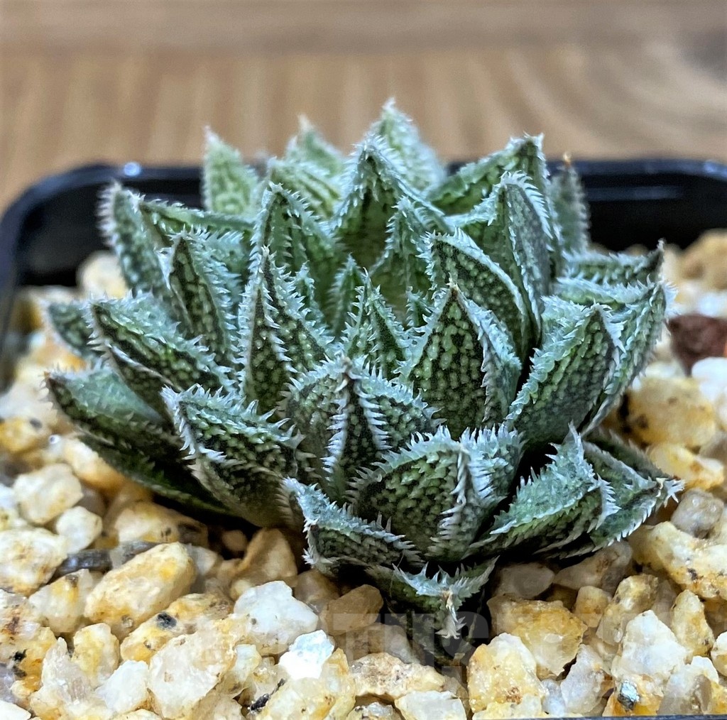 SH25225 Haworthia HKX-3 ‘Bunraku’ - Image 3