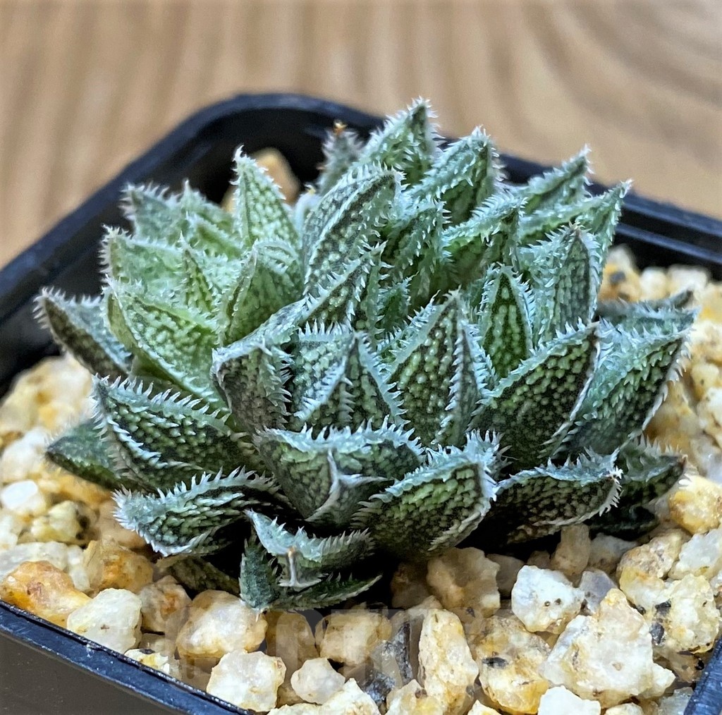 SH25225 Haworthia HKX-3 ‘Bunraku’ - Image 2