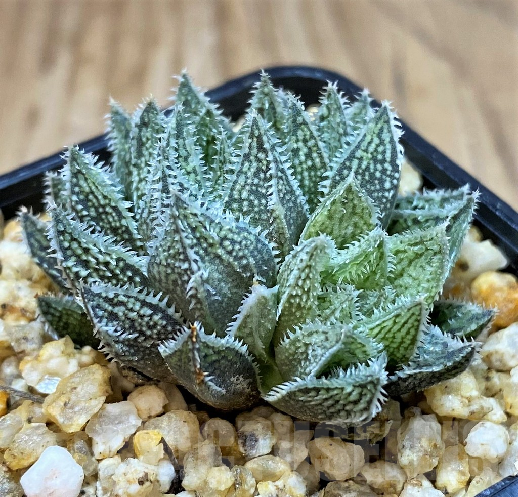 SH25225 Haworthia HKX-3 ‘Bunraku’