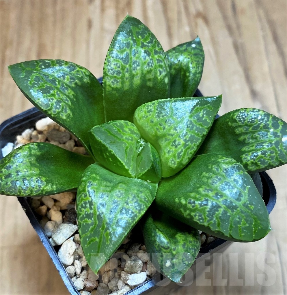 SH25226 Haworthia 'Kamen Butokai'