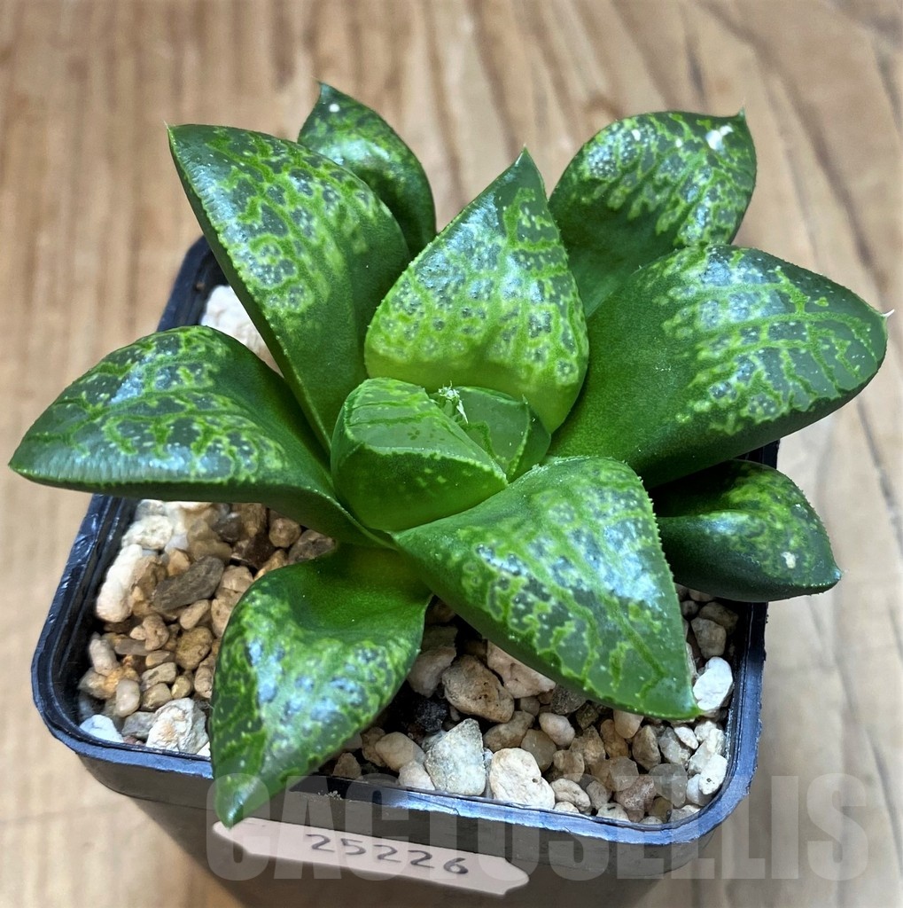 SH25226 Haworthia 'Kamen Butokai' - Image 2