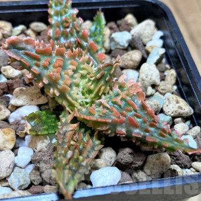 SH25211 Aloe TCT hybrid