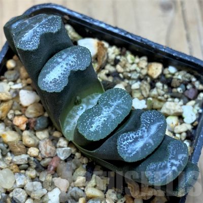 SH25229 Haworthia truncata -Japan-