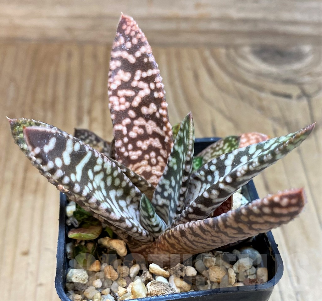 SH25234 Gasteria 'Snow Storm' - Image 2