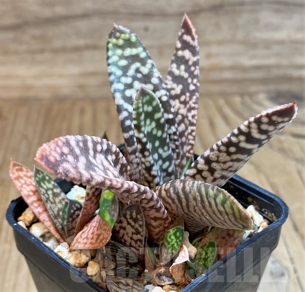 SH25234 Gasteria 'Snow Storm'