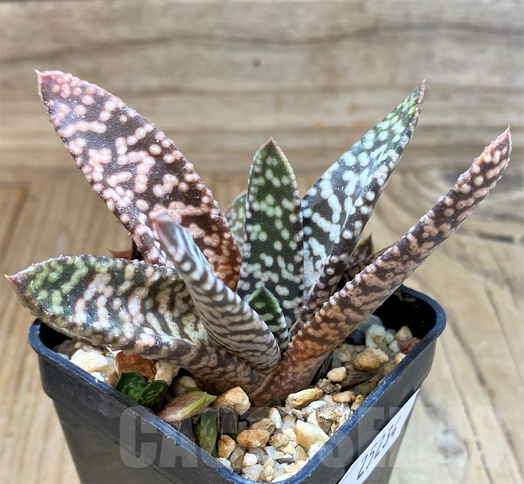 SH25234 Gasteria 'Snow Storm' - Image 3