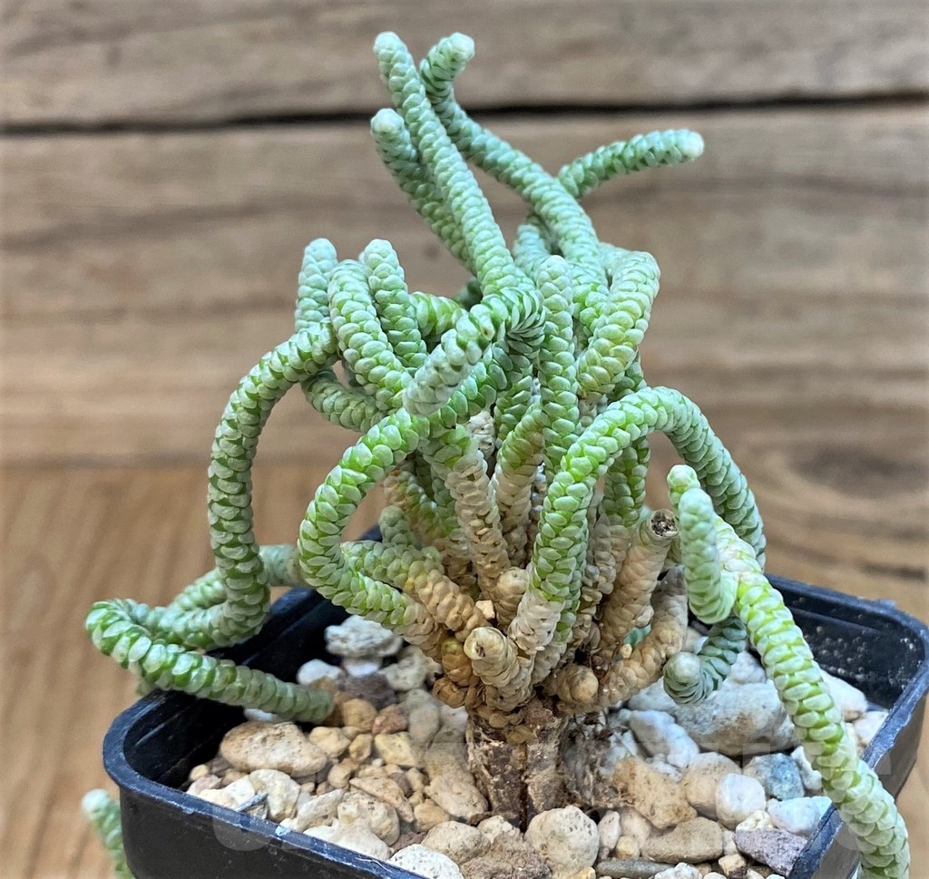 SH25391 Avonia albissima, 6 years old - Image 2