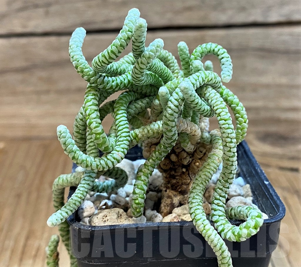 SH25391 Avonia albissima, 6 years old
