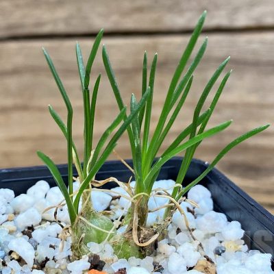 SH25392 Ornithogalum lithopsoides