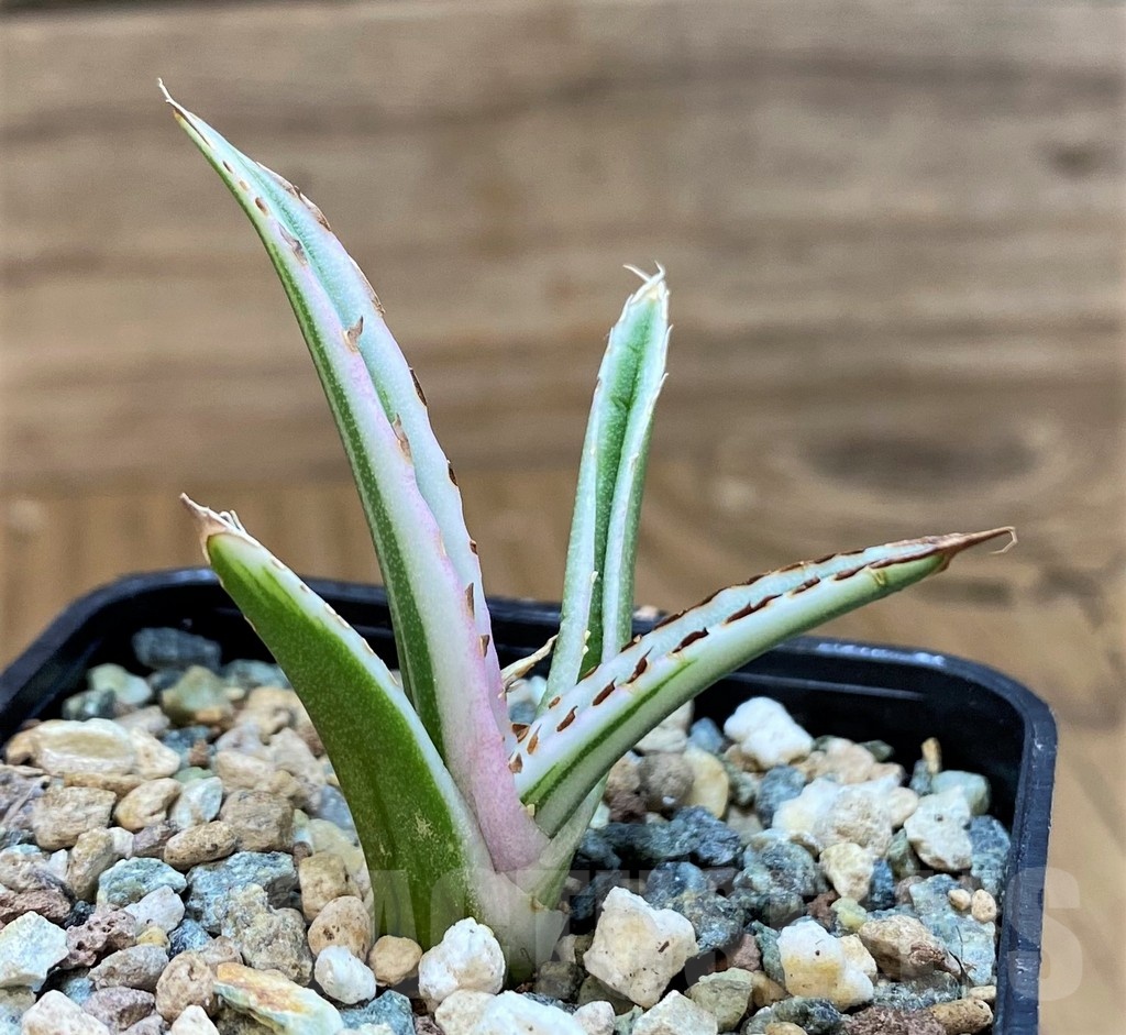 SH25394 Agave victoriae-reginae 'White Rhino'