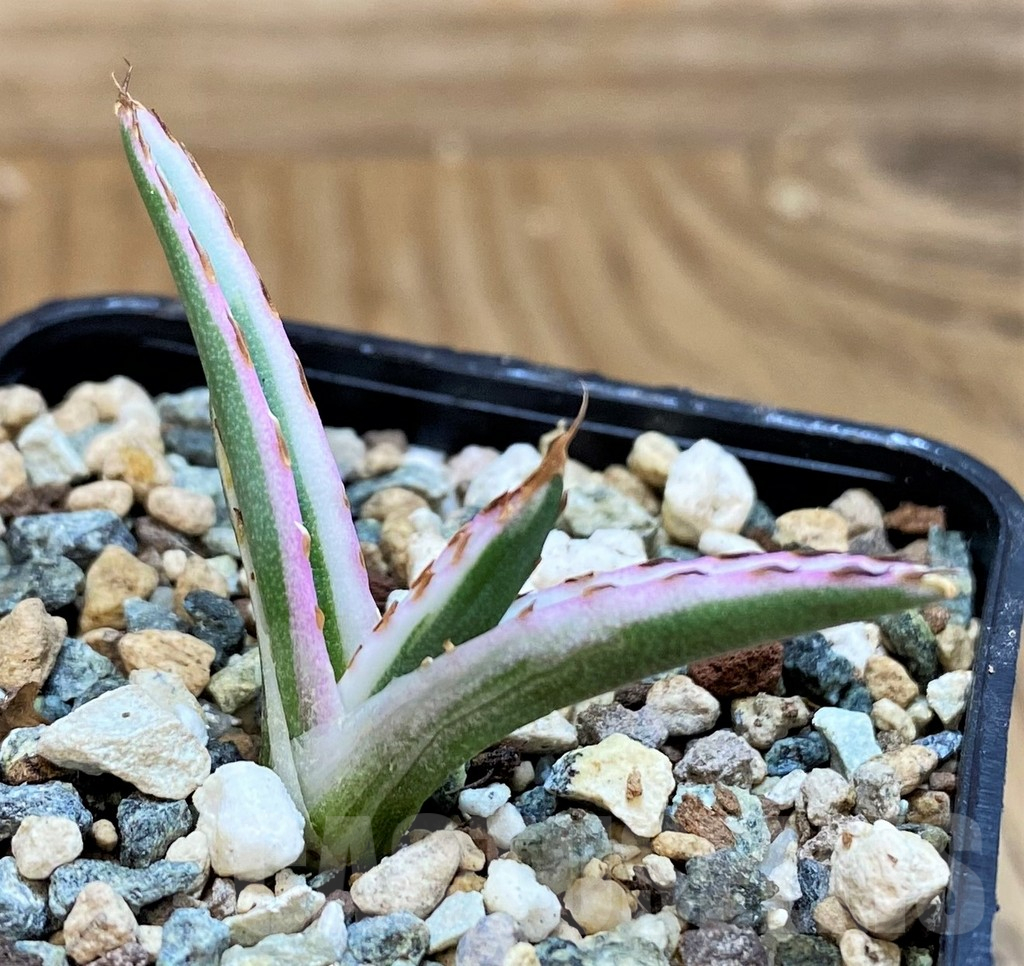 SH25395 Agave victoriae-reginae 'White Rhino'