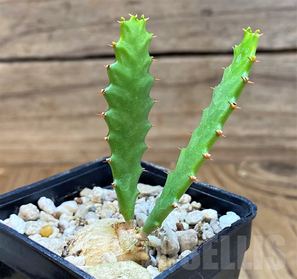 SH25396 Euphorbia stellata