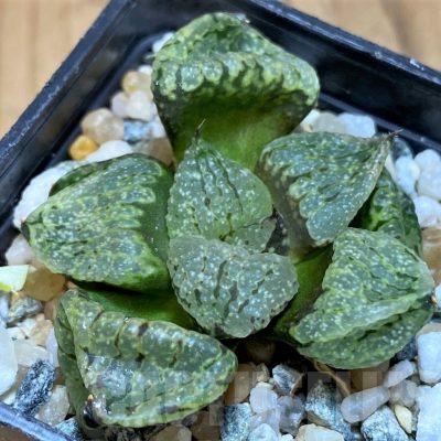 SH25398 Haworthia picta mutant