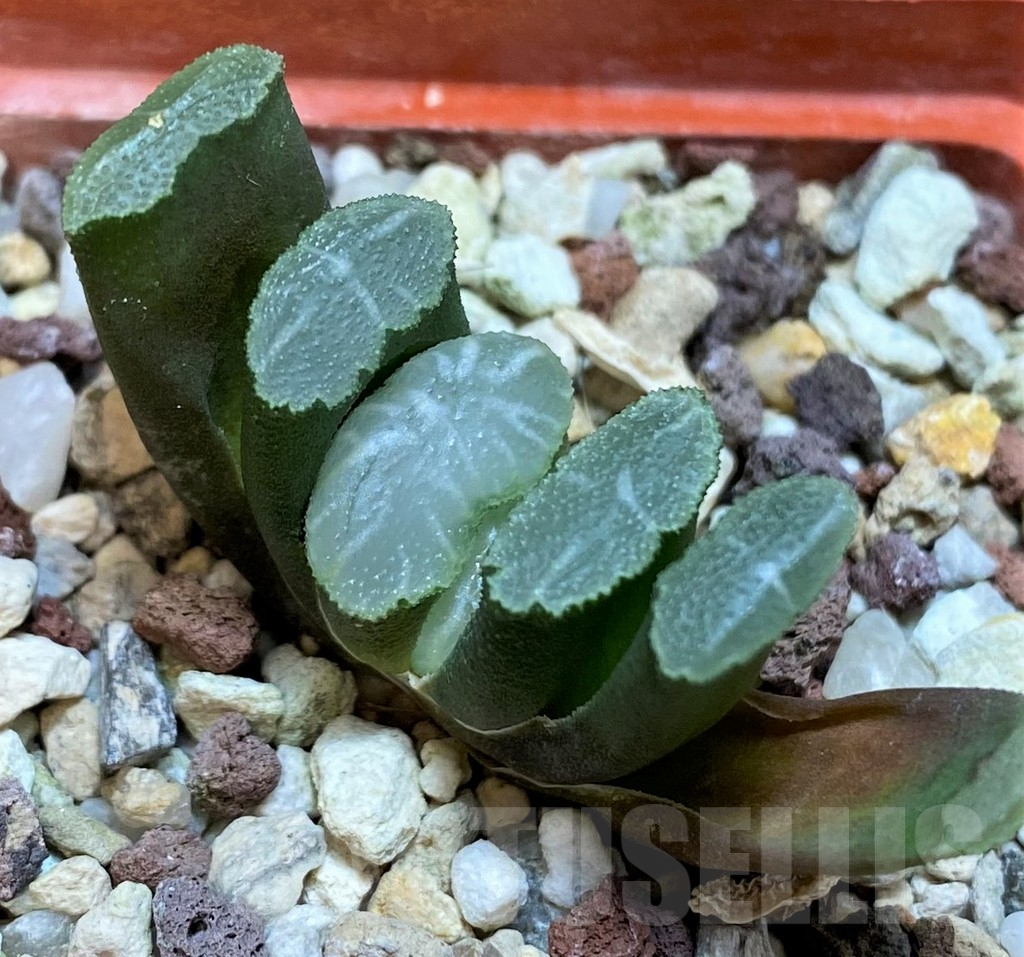 SH25399 Haworthia truncata -Japan- - Image 2