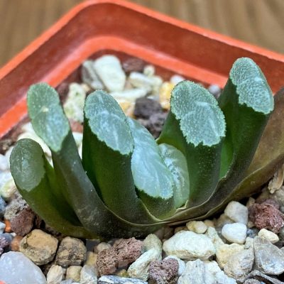 SH25399 Haworthia truncata -Japan-