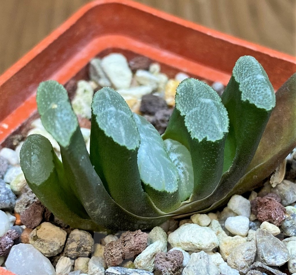 SH25399 Haworthia truncata -Japan-