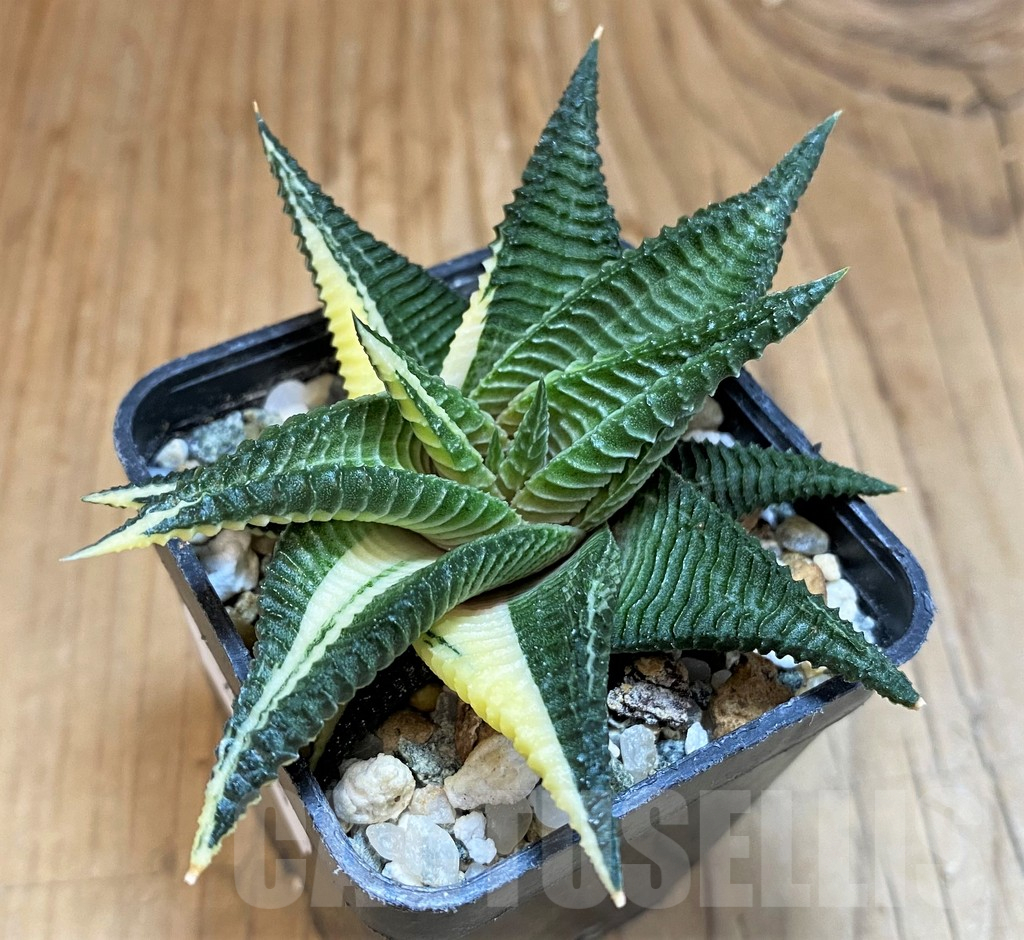 SH25400 Haworthia limifolia f. variegata - Image 2