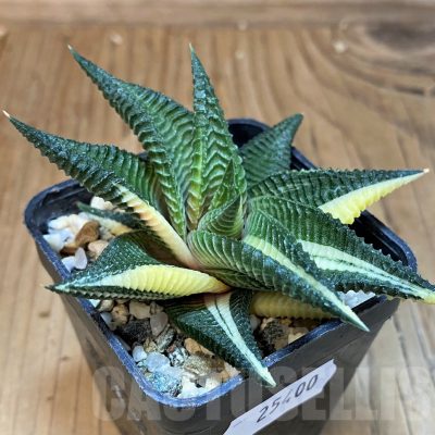 SH25400 Haworthia limifolia f. variegata