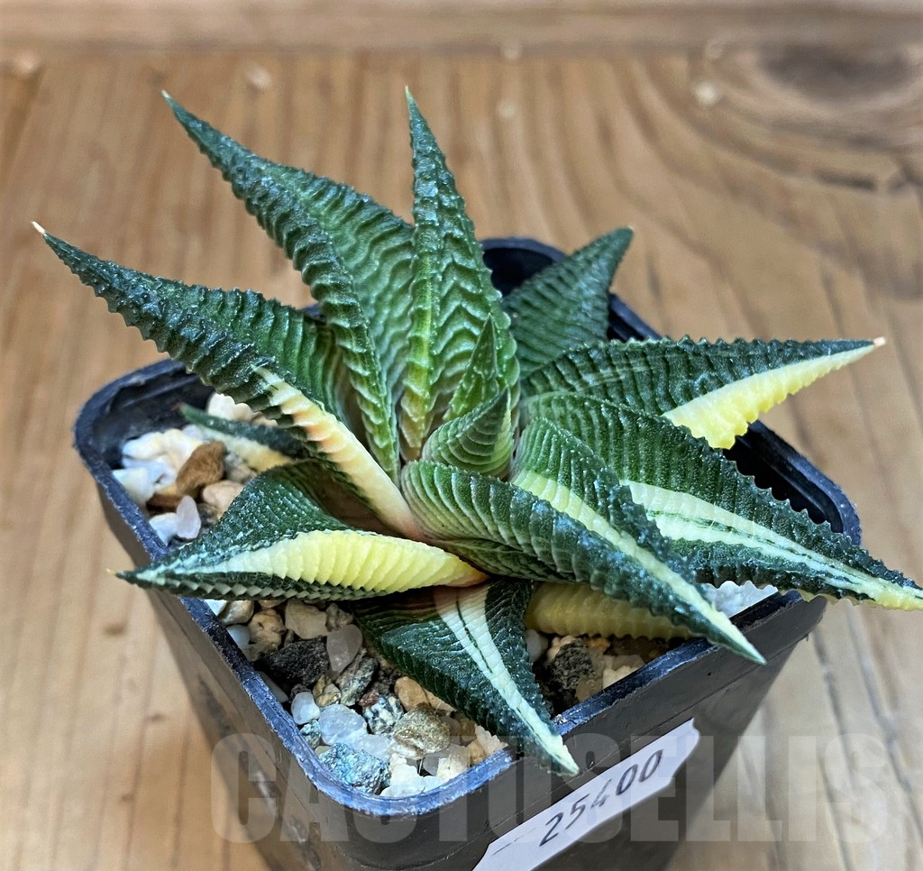 SH25400 Haworthia limifolia f. variegata