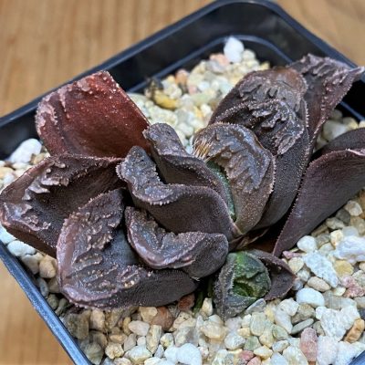 SH25402 Haworthia maughanii x splendens