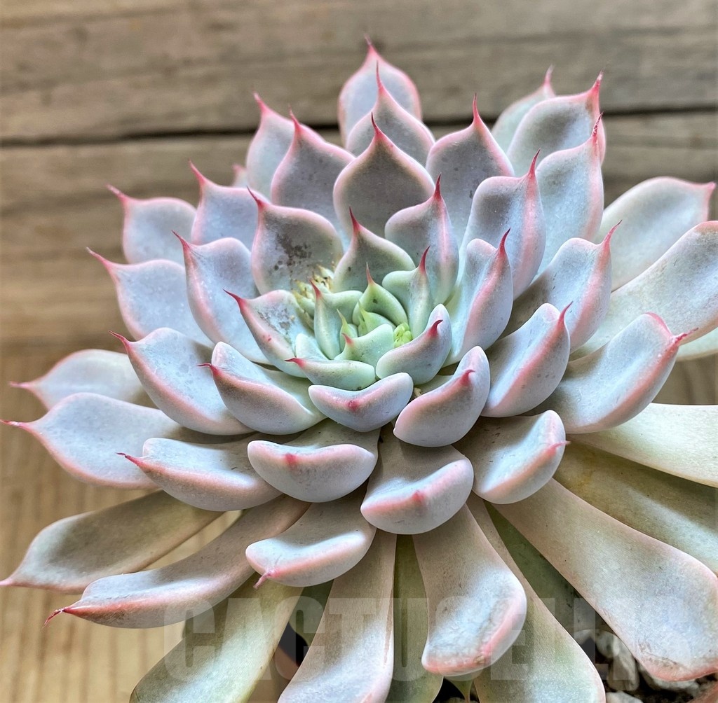 SH25362 Echeveria 'Texensis Rosea'