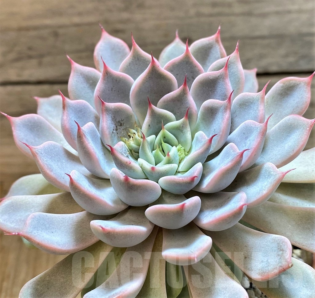 SH25362 Echeveria 'Texensis Rosea' - Image 2