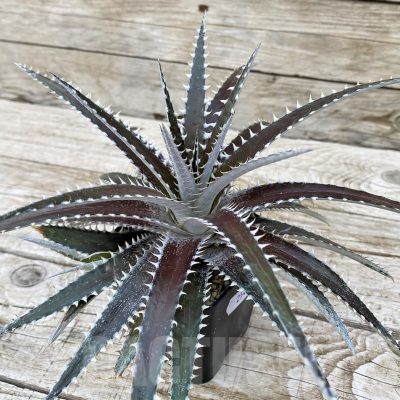 SH25415 Dyckia dawsonii