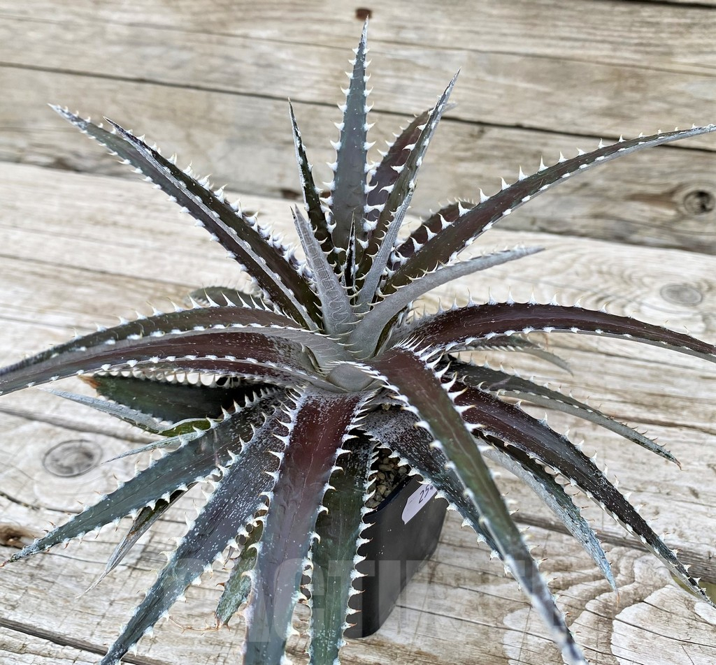 SH25415 Dyckia dawsonii