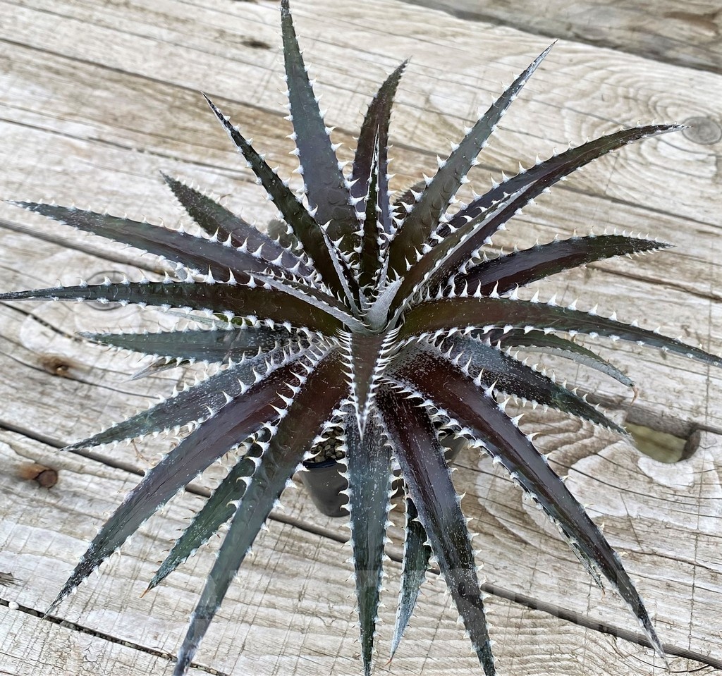 SH25415 Dyckia dawsonii - Image 2