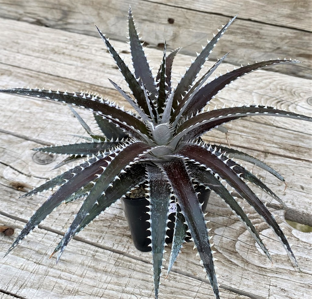SH25415 Dyckia dawsonii - Image 3