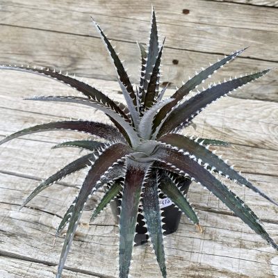SH25416 Dyckia dawsonii
