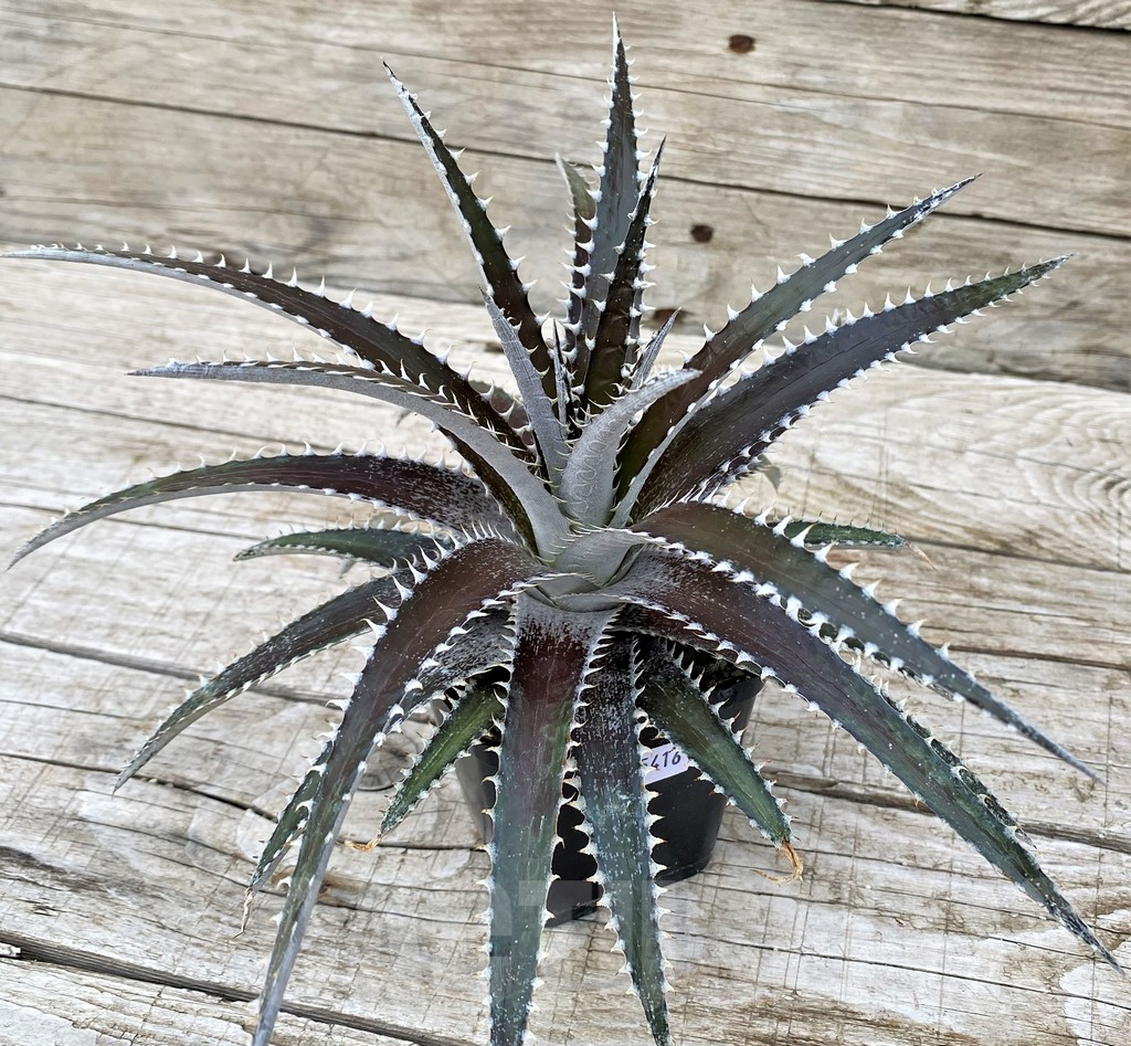 SH25416 Dyckia dawsonii