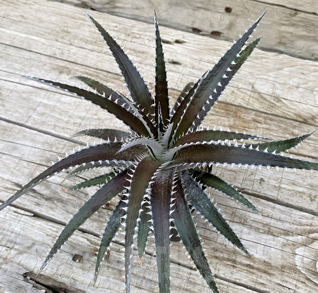 SH25416 Dyckia dawsonii - Image 2