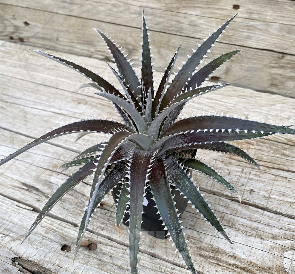 SH25416 Dyckia dawsonii - Image 3