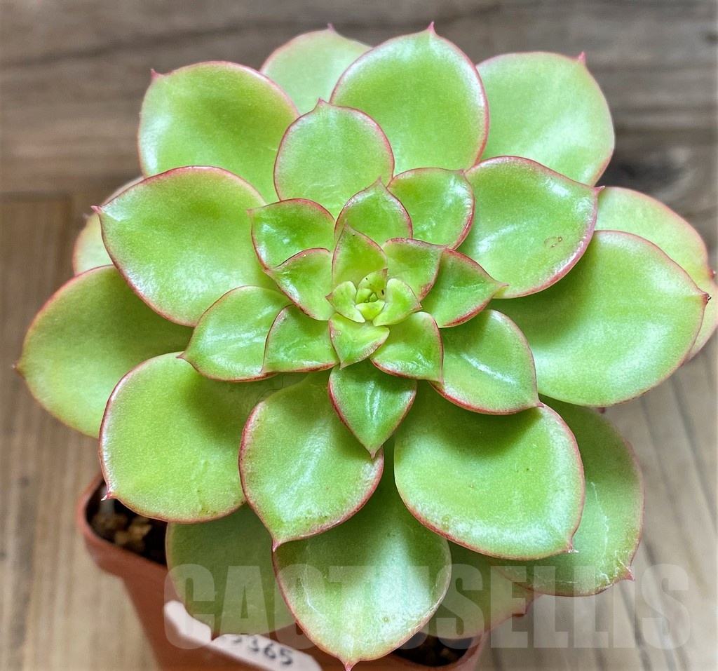 SH25365 Echeveria 'Noble'