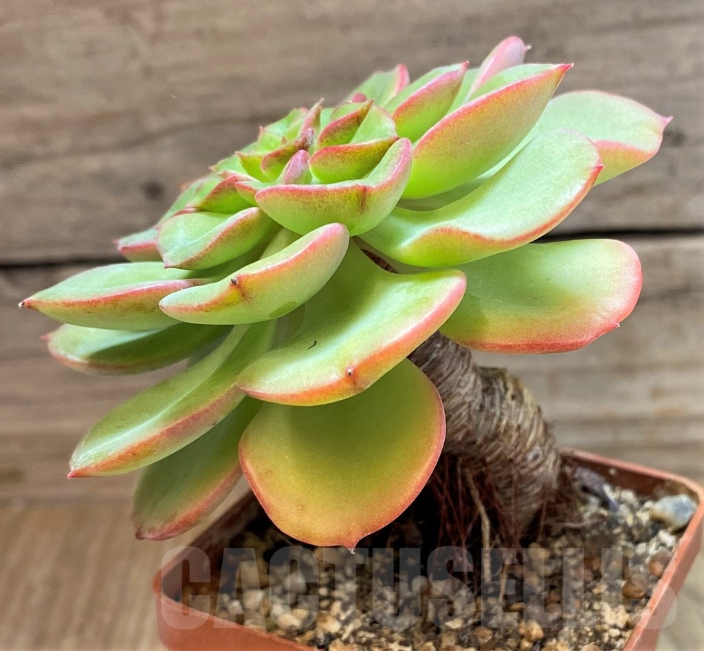 SH25365 Echeveria 'Noble' - Image 2
