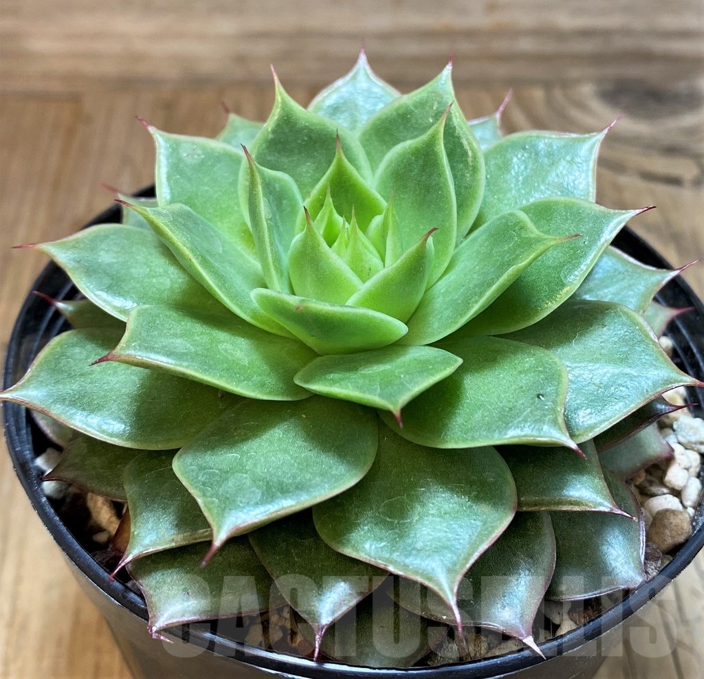 SH25368 Echeveria 'Ramillete' hybrid - Image 2