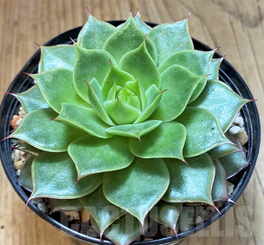 SH25368 Echeveria 'Ramillete' hybrid
