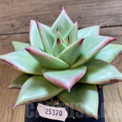 SH25370 Echeveria agavoides