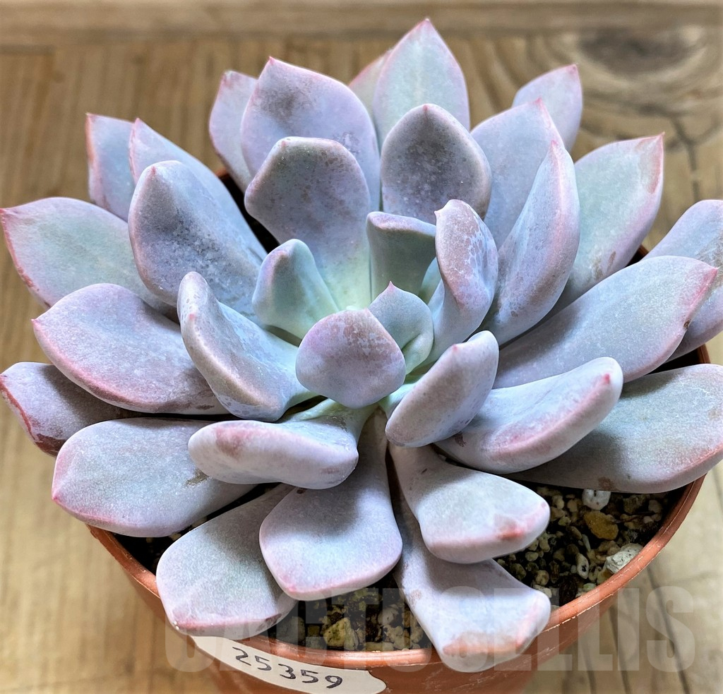 SH25359 Graptoveria 'Lilac Spoons'